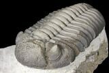Detailed Morocops Trilobite - Multi-Toned Shell #127022-3
